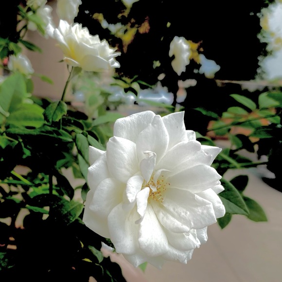 Meet your Posher, Paul - Picture 1 of 1